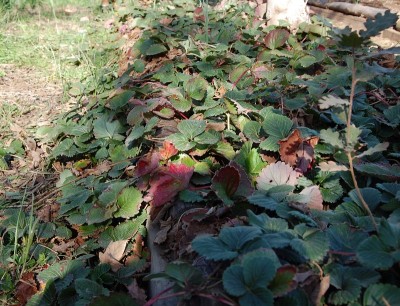 DSC_1525.JPG (311.12 KiB) Osservato 928 volte DSC_1525.JPG