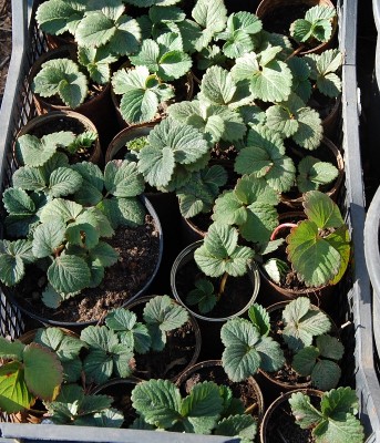 DSC_1527.JPG (354.41 KiB) Osservato 928 volte DSC_1527.JPG