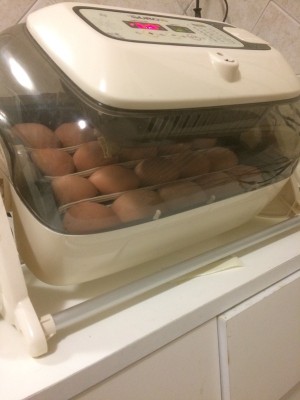 27.02.17 074.JPG (98.64 KiB) Osservato 703 volte 27.02.17 074.JPG