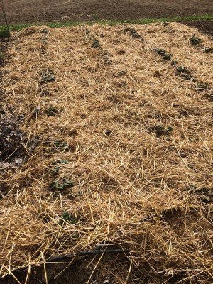 03.03.17 025.JPG (186.61 KiB) Osservato 662 volte 03.03.17 025.JPG