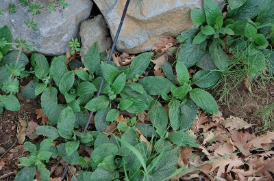 Consolida.JPG (302.5 KiB) Osservato 906 volte Consolida.JPG