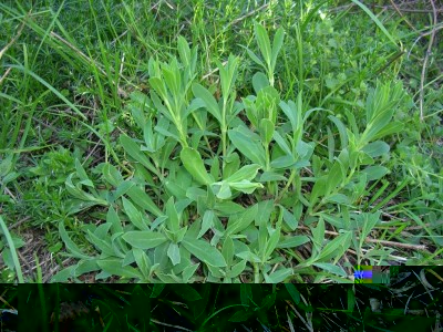 Silene_vulgaris_28Moench_29_Garcke.jpeg (192.67 KiB) Osservato 878 volte Silene_vulgaris_28Moench_29_Garcke.jpeg