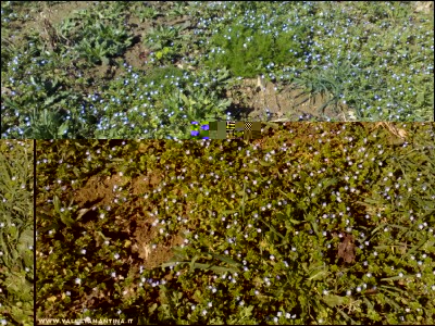 26022017veronica.jpg (367.96 KiB) Osservato 760 volte 26022017veronica.jpg