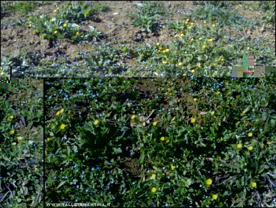 26022017calendula-veronica.jpg (347.34 KiB) Osservato 760 volte 26022017calendula-veronica.jpg