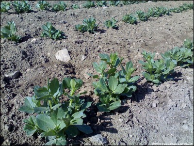 26022017fave.jpg (389.17 KiB) Osservato 760 volte 26022017fave.jpg