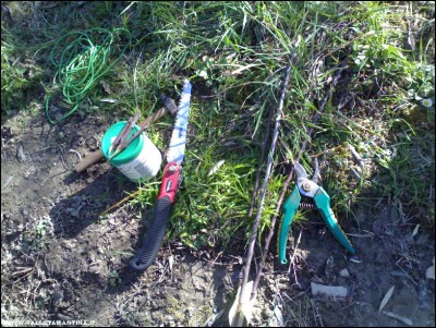 26022017innesti.jpg (364.33 KiB) Osservato 756 volte 26022017innesti.jpg