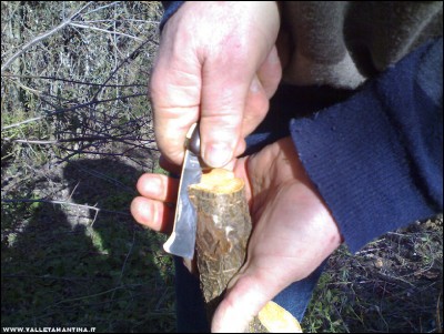 26022017innesti2.jpg (247.46 KiB) Osservato 756 volte 26022017innesti2.jpg