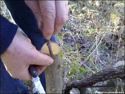 26022017innesti3.jpg (249.69 KiB) Osservato 756 volte 26022017innesti3.jpg