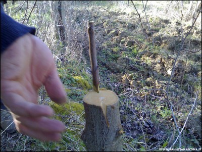 26022017innesti4.jpg (335.73 KiB) Osservato 756 volte 26022017innesti4.jpg