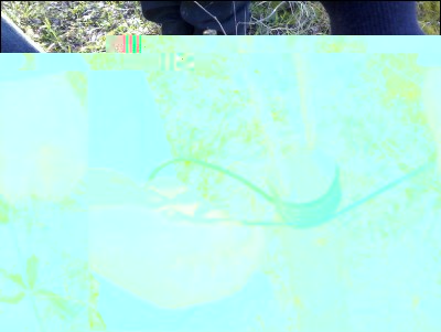 26022017innesti5.jpg (305.28 KiB) Osservato 755 volte 26022017innesti5.jpg