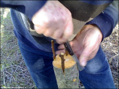 26022017innesti6.jpg (235.25 KiB) Osservato 755 volte 26022017innesti6.jpg