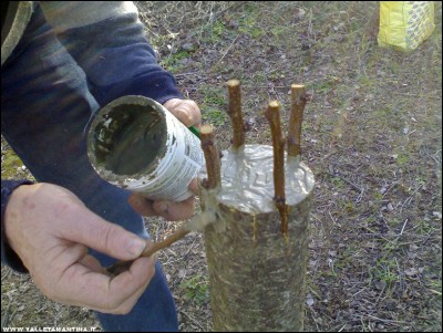 26022017innesti7.jpg (273.92 KiB) Osservato 755 volte 26022017innesti7.jpg