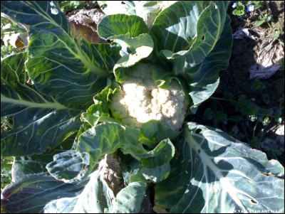 26022017cavolfiore.jpg (229.69 KiB) Osservato 755 volte 26022017cavolfiore.jpg