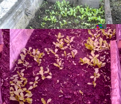 2017-03-05 08.57.38-1.jpg (135.66 KiB) Osservato 765 volte 2017-03-05 08.57.38-1.jpg