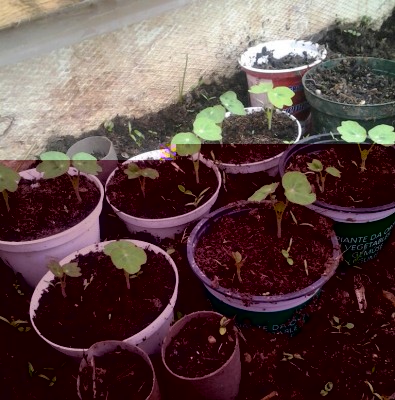 2017-03-05 08.57.26-1.jpg (145.51 KiB) Osservato 765 volte 2017-03-05 08.57.26-1.jpg