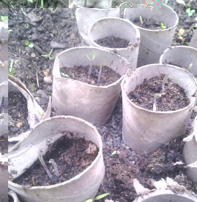 2017-03-05 08.56.50-1.jpg (116.81 KiB) Osservato 765 volte 2017-03-05 08.56.50-1.jpg