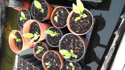 20170306_183121.jpg (113.73 KiB) Osservato 1592 volte 20170306_183121.jpg