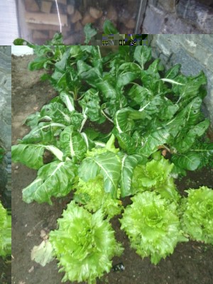 019 (480x640).jpg (244.62 KiB) Osservato 780 volte 019 (480x640).jpg