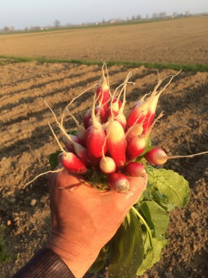 17.03.17 077.JPG (212.14 KiB) Osservato 716 volte 17.03.17 077.JPG