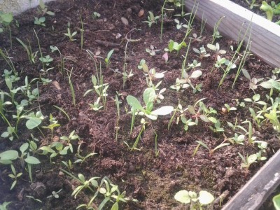 2017-03-19 15.02.16.jpg (185.38 KiB) Osservato 751 volte 2017-03-19 15.02.16.jpg