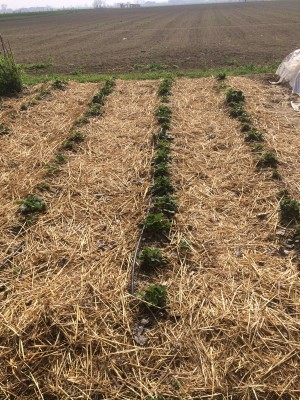 23.03.17 007.JPG (394.95 KiB) Osservato 581 volte 23.03.17 007.JPG