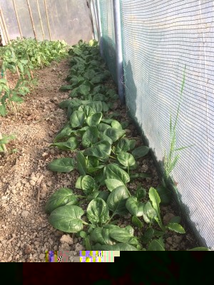 27.03.17 013.JPG (321.01 KiB) Osservato 657 volte 27.03.17 013.JPG