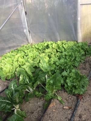 27.03.17 015.JPG (269.48 KiB) Osservato 657 volte 27.03.17 015.JPG