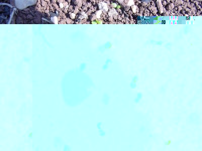 valeriana.JPG (299.61 KiB) Osservato 814 volte valeriana.JPG