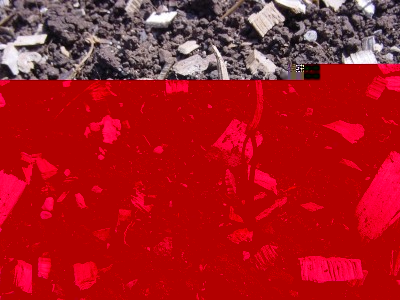 scorzobianca.JPG (287.31 KiB) Osservato 814 volte scorzobianca.JPG