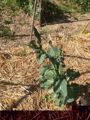 30.03.17 009.JPG (392.81 KiB) Osservato 547 volte 30.03.17 009.JPG