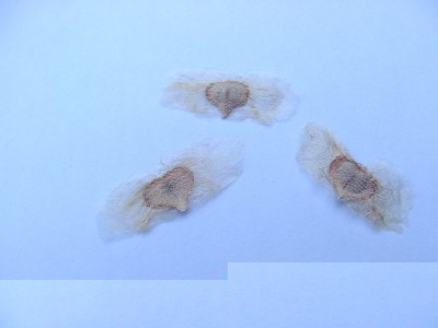 tresemipandorea.JPG (83.49 KiB) Osservato 769 volte tresemipandorea.JPG