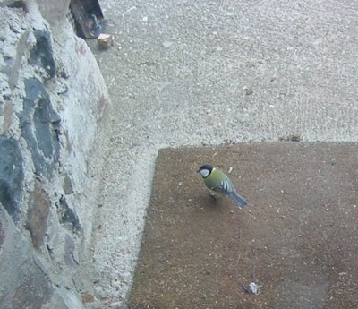 uccellino.jpg (183.11 KiB) Osservato 769 volte uccellino.jpg