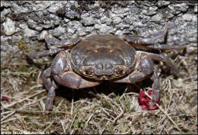 2016-08-14-granchio.jpg (223.21 KiB) Osservato 558 volte 2016-08-14-granchio.jpg