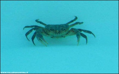 granchio-piscina.jpg (65.02 KiB) Osservato 577 volte granchio-piscina.jpg