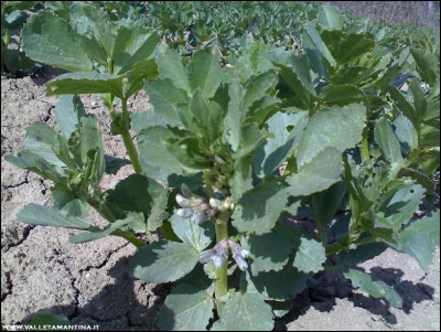 14032017fiori-fave.jpg (270.18 KiB) Osservato 574 volte 14032017fiori-fave.jpg