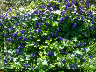 12032017violette.jpg (364.01 KiB) Osservato 574 volte 12032017violette.jpg