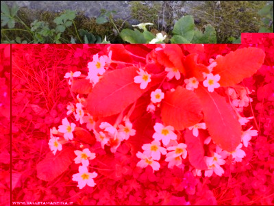 30032017primule.jpg (229.87 KiB) Osservato 574 volte 30032017primule.jpg