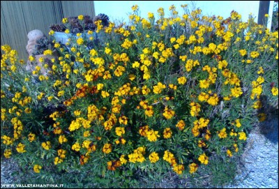 30032017violaciocca.jpg (359.93 KiB) Osservato 574 volte 30032017violaciocca.jpg