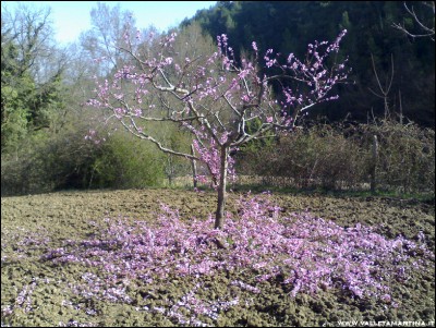 21032017potatura-pesco.jpg (380.25 KiB) Osservato 572 volte 21032017potatura-pesco.jpg