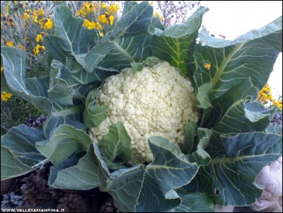 19032017cavolfiore.jpg (216.92 KiB) Osservato 572 volte 19032017cavolfiore.jpg