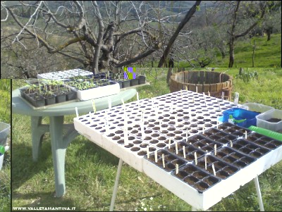 24032017semine.jpg (284.51 KiB) Osservato 600 volte 24032017semine.jpg