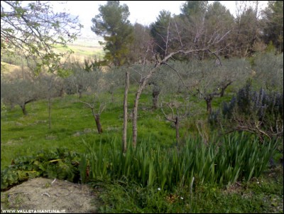 26032017alicanto-iris-rosmarino.jpg (231.81 KiB) Osservato 600 volte 26032017alicanto-iris-rosmarino.jpg