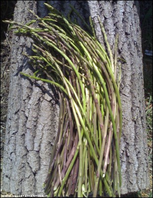 26032017asparagi.jpg (271.01 KiB) Osservato 600 volte 26032017asparagi.jpg