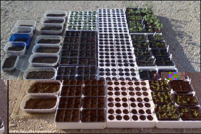 30032017semine.jpg (230.88 KiB) Osservato 600 volte 30032017semine.jpg