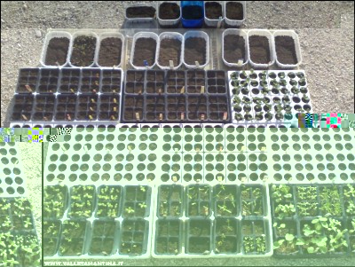 30032017semine2.jpg (287.18 KiB) Osservato 600 volte 30032017semine2.jpg