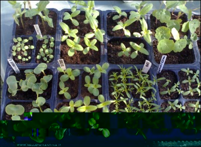 30032017fiori.jpg (252.64 KiB) Osservato 600 volte 30032017fiori.jpg