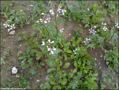 03042017rucola.jpg (254.01 KiB) Osservato 600 volte 03042017rucola.jpg