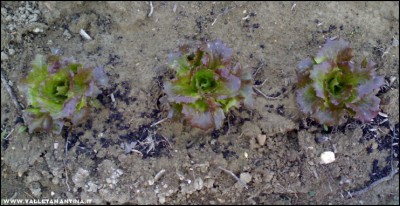 03042017canasta.jpg (164.63 KiB) Osservato 600 volte 03042017canasta.jpg