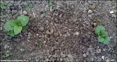 03042017patate.jpg (202.6 KiB) Osservato 600 volte 03042017patate.jpg
