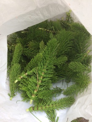 07.04.17 012.JPG (220 KiB) Osservato 654 volte 07.04.17 012.JPG